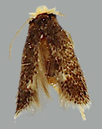 Ectoedemia septembrella